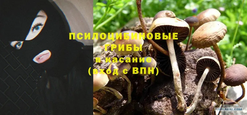 Псилоцибиновые грибы Cubensis  МЕГА вход  Советская Гавань 